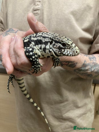 Lizard reptiles - Advert 1