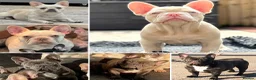 French Bulldog dogs for stud: Stunning caramel pink French bulldog for 5th Gen  - Advert 3