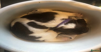 English Springer Spaniel dogs - Advert 4