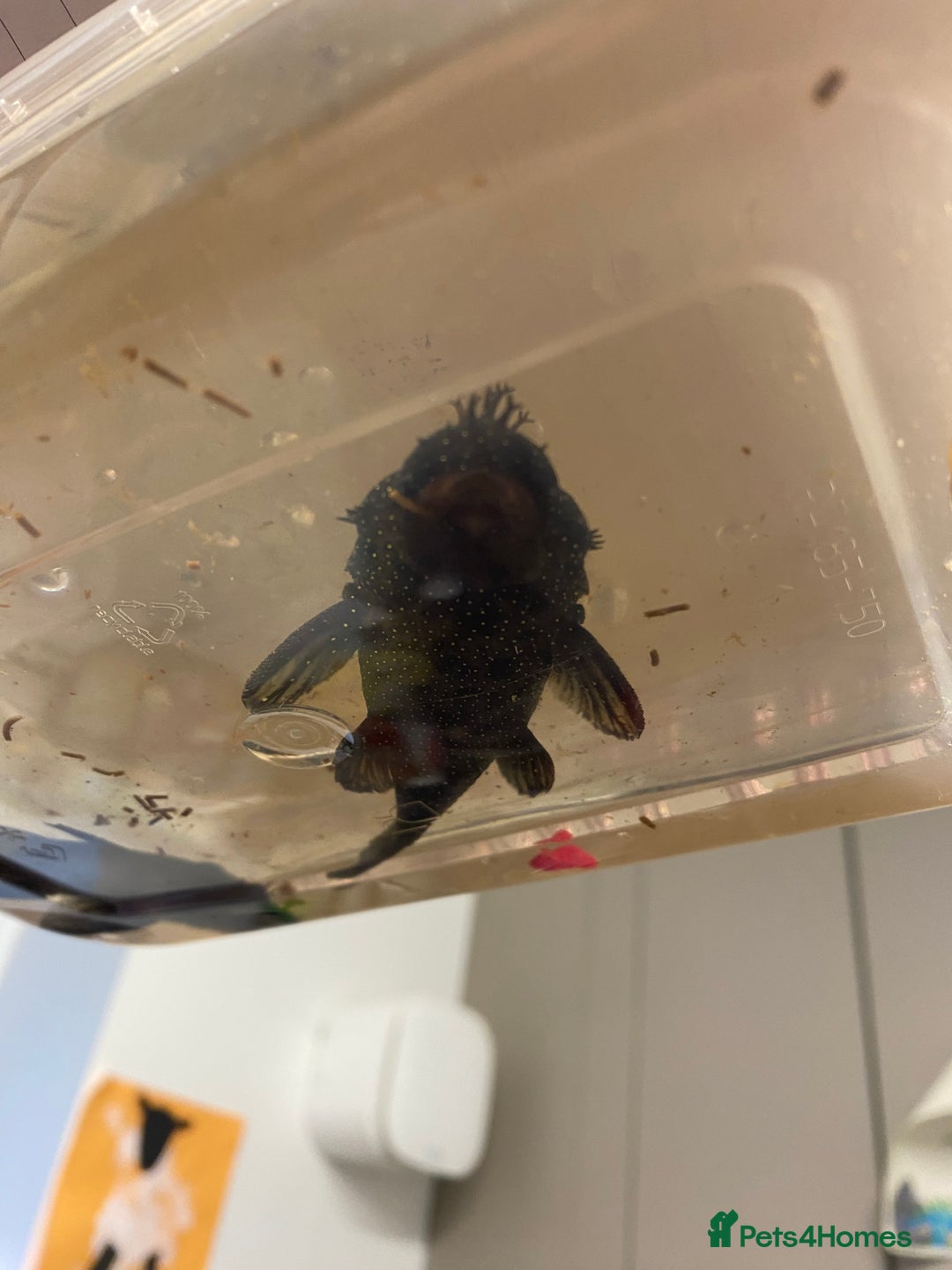 Plecos fish for sale: Peppermint plecos  - Advert 4