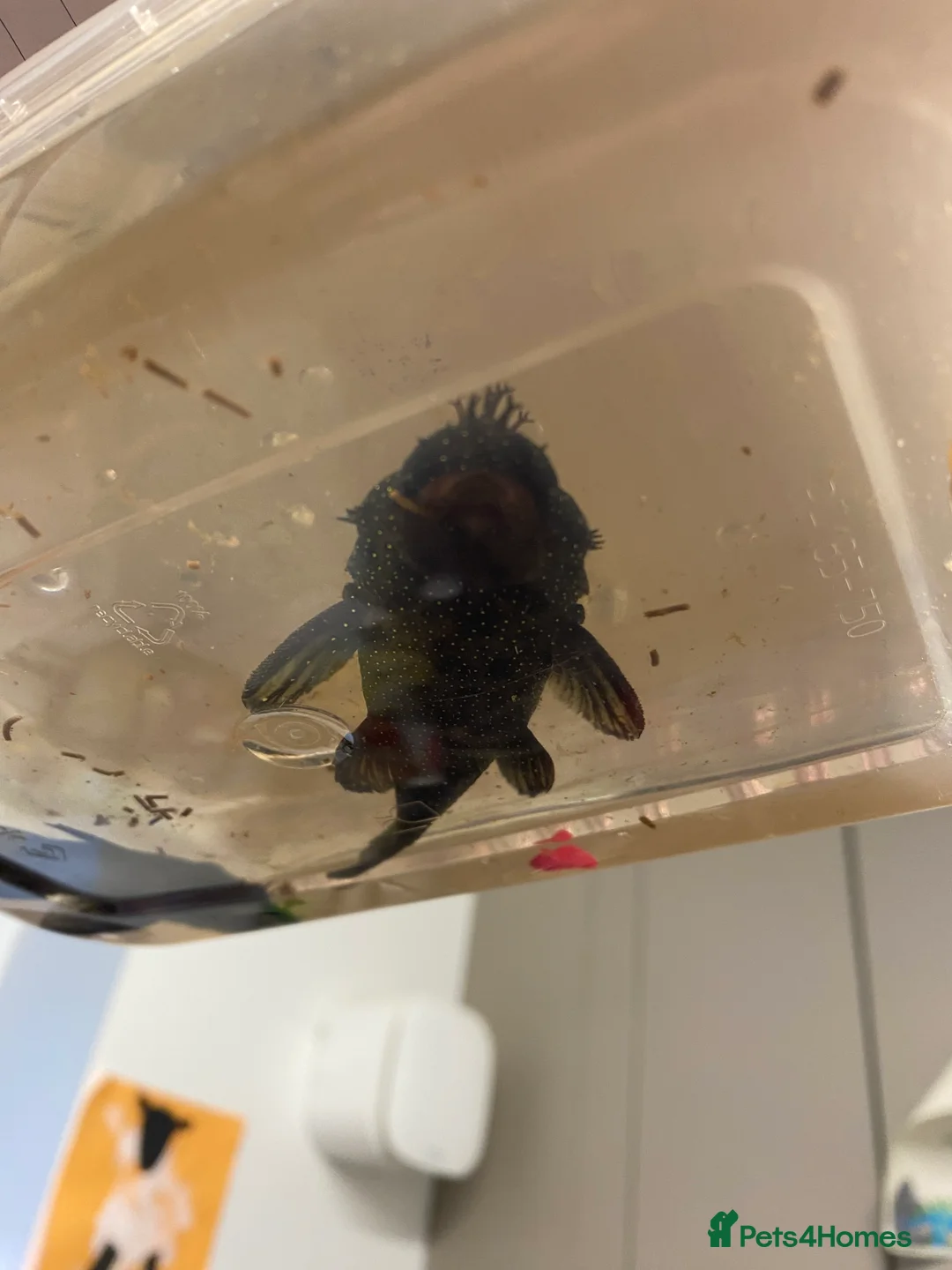 Plecos fish for sale: Peppermint plecos  - Advert 6