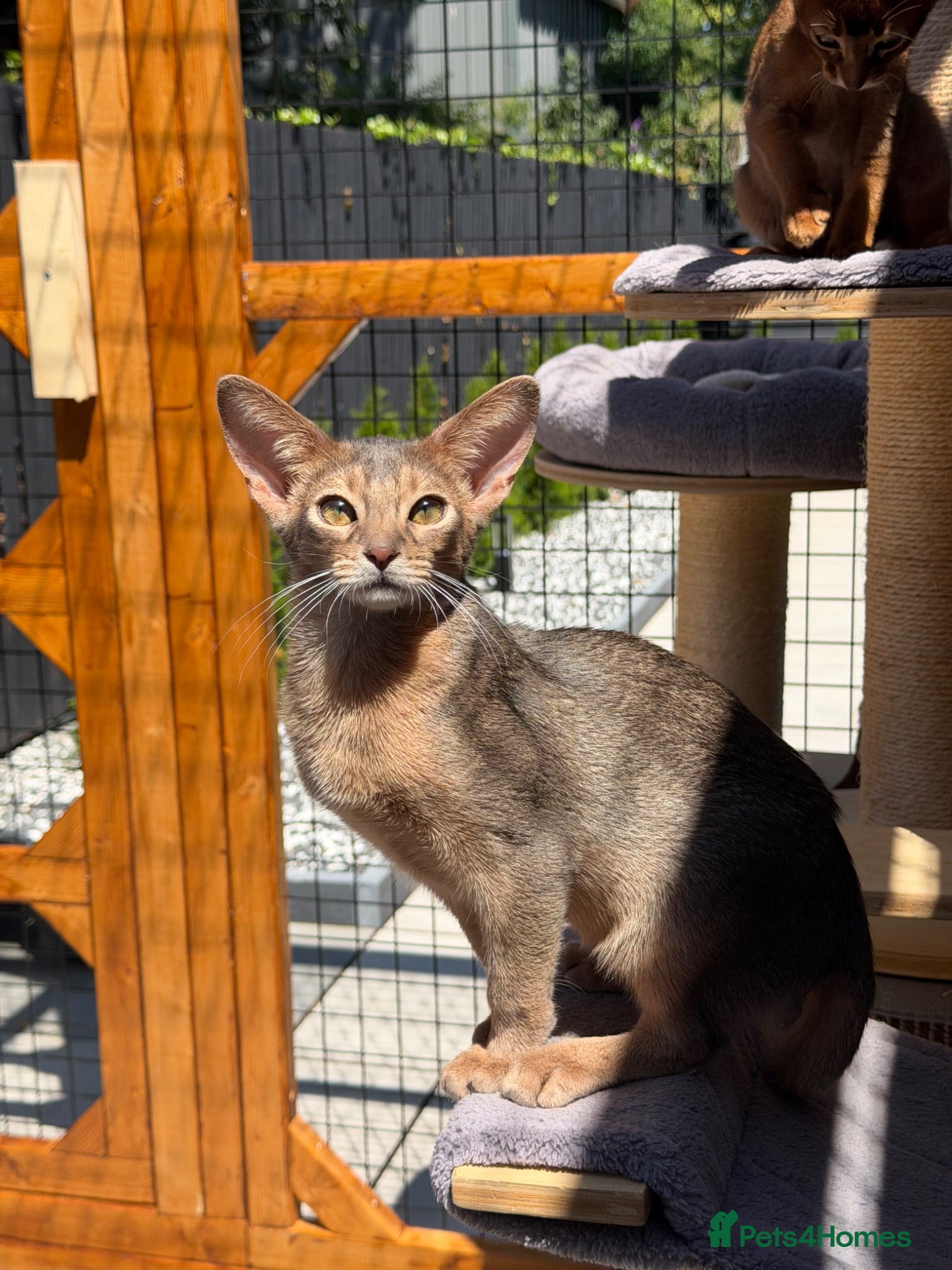 Abyssinian cats     Gorgeous kittens from champion parents 😽 - Advert 9
