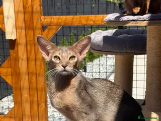 Abyssinian cats Gorgeous kittens from champion parents 😽 - Advert 9
