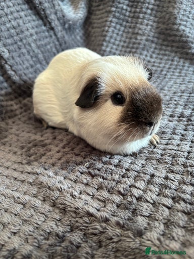 Gallery Image {{count}}