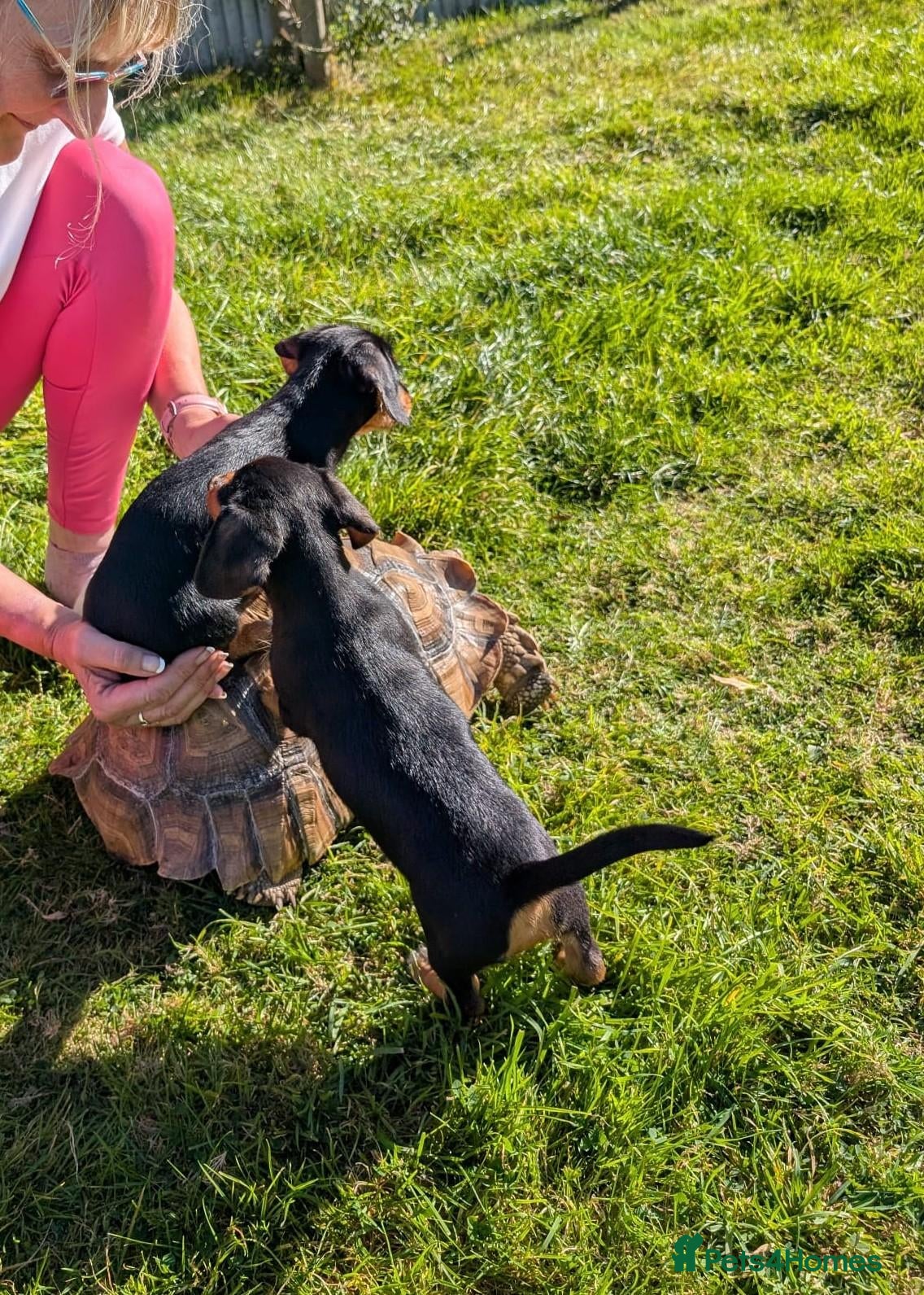 Mixed Breed dogs Miniature Dachshund x Jack Russell x Yorkshire ter - Advert 16