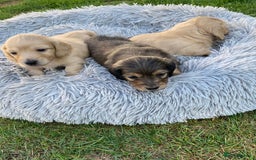 Miniature Dachshund dogs for sale: English Cream Mini Long Haired Dachshund  - Image 14
