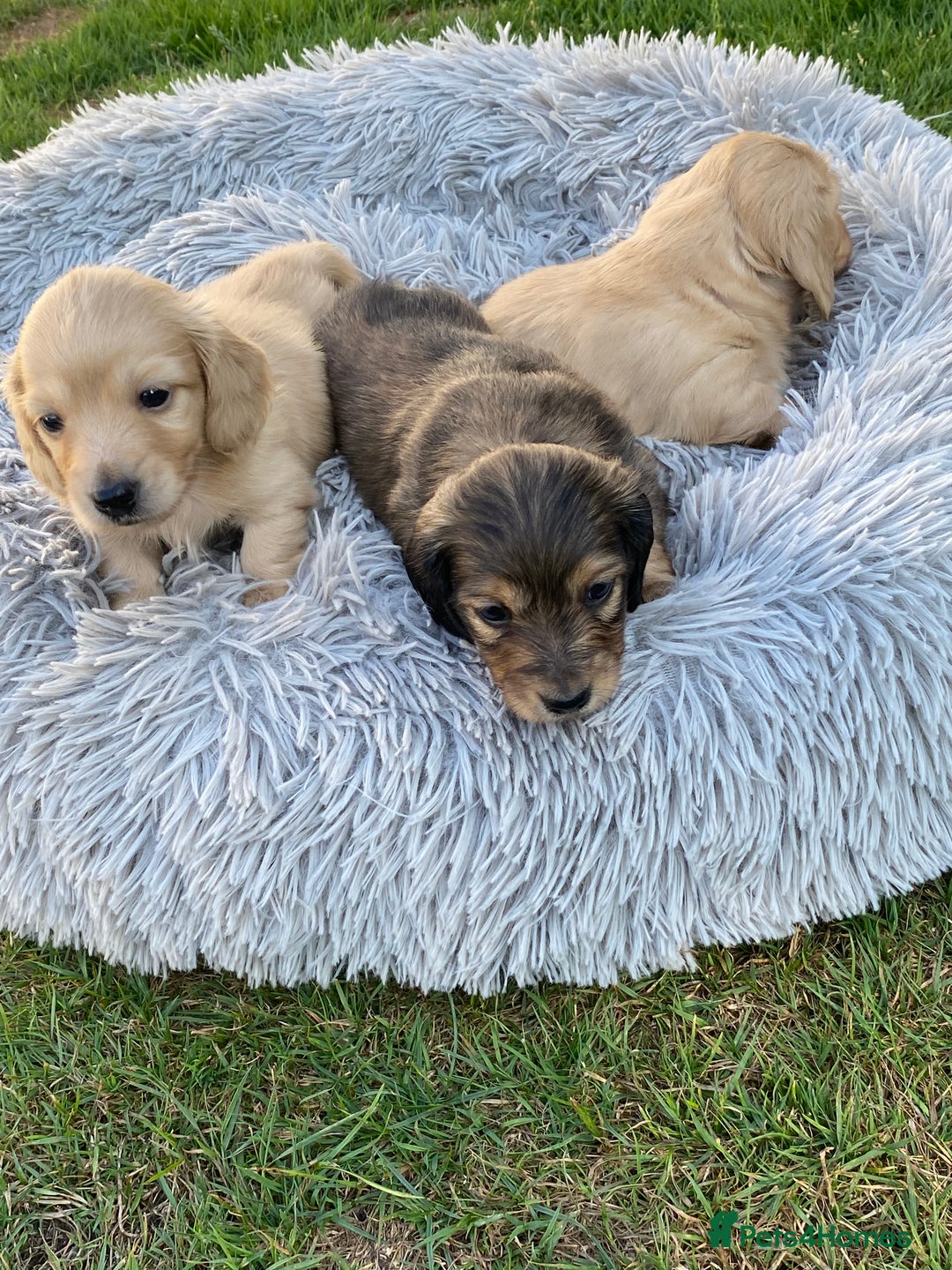 Miniature Dachshund dogs for sale: English Cream Mini Long Haired Dachshund  - Image 14