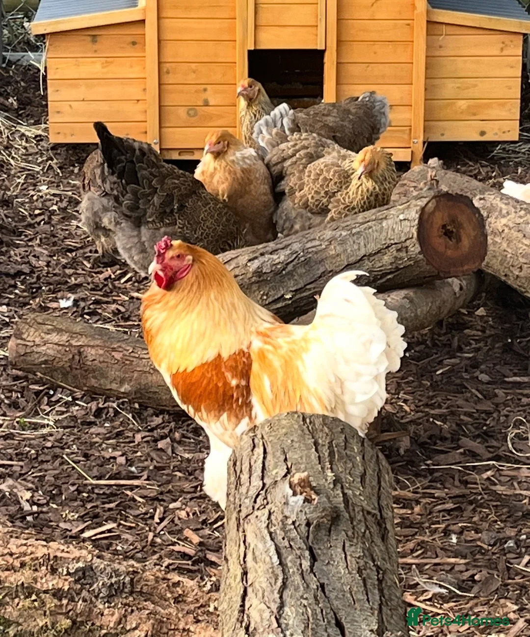 Chickens poultry for sale: Various chickens for sale  - Advert 1