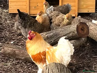 Chickens poultry Various chickens for sale - Advert 1