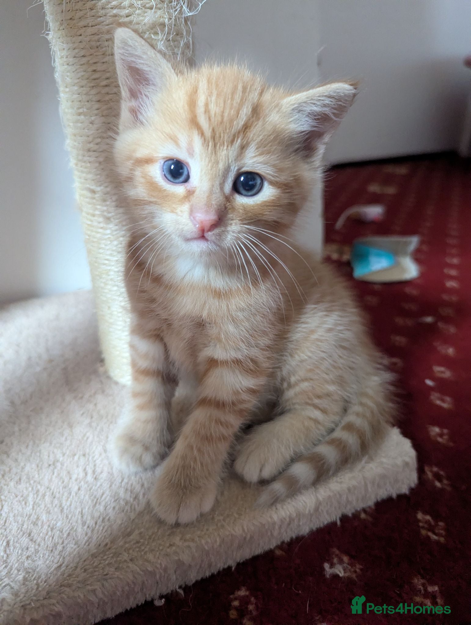 Turkish Van cats Beautiful little kittens  - Advert 1