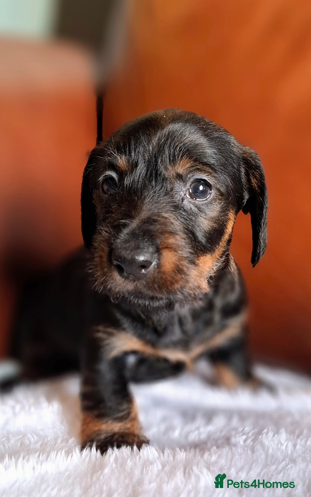 Miniature Dachshund dogs for sale: Gorgeous Mini-Wire Dachsund Puppies  - Advert 6