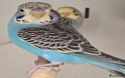 Budgerigars birds for sale: Beautiful Baby Budgies Ready now!!! - Image 13