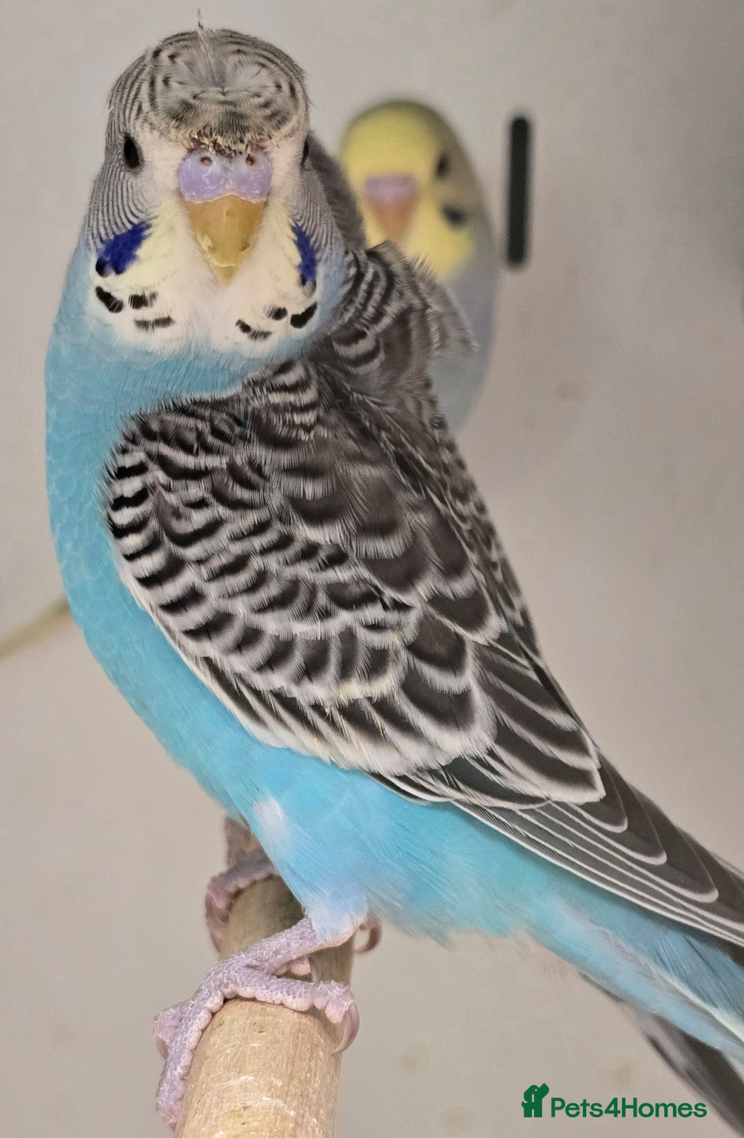 Budgerigars birds for sale: Beautiful Baby Budgies Ready now!!! - Image 13