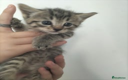Domestic Shorthair cats for sale: Kittens for Sale - Image 9