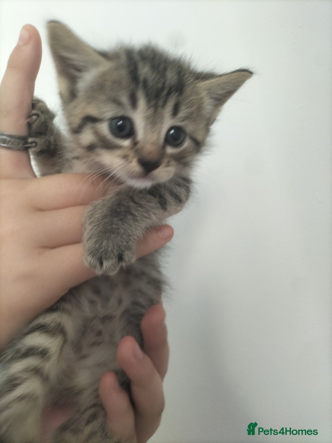 Domestic Shorthair cats for sale: Kittens for Sale - Image 9