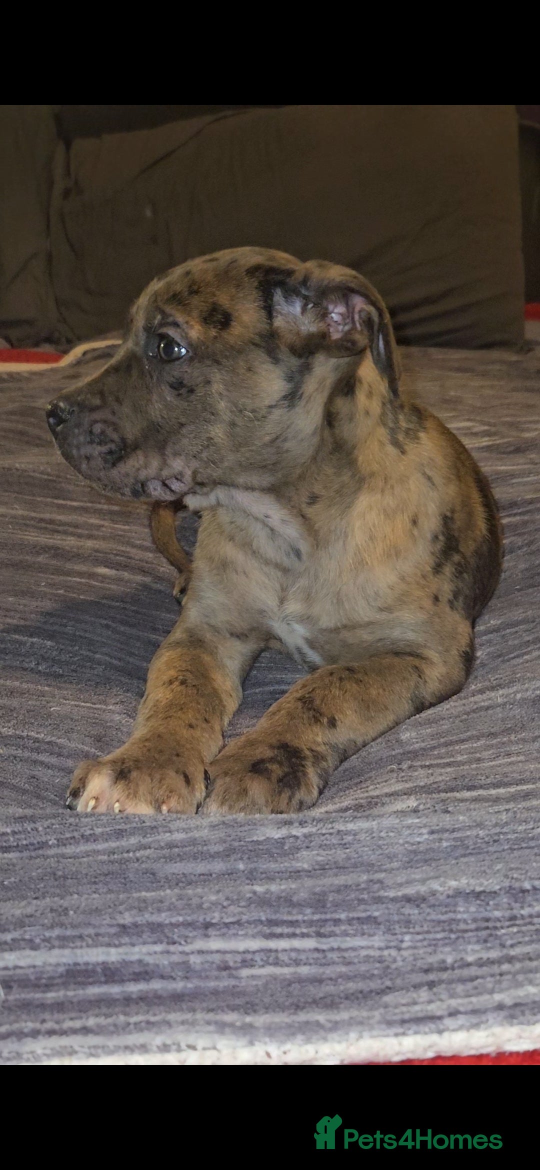 Mixed Breed dogs for sale: Presa Canario/Cane Corso Mollosser Dogs  - Advert 9