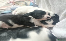 Mixed Breed dogs for sale:  Bearder collie x springer spaniel male puppy - Image 5