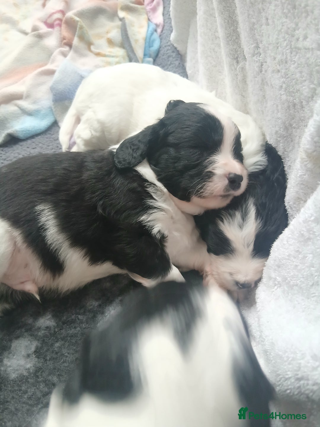 Mixed Breed dogs for sale:  Bearder collie x springer spaniel male puppy - Image 5