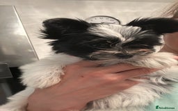 Biewer Terrier dogs for sale: 🩶🩷Biewer-Biro Champion heritage pups! 🐶❤️ - Image 16