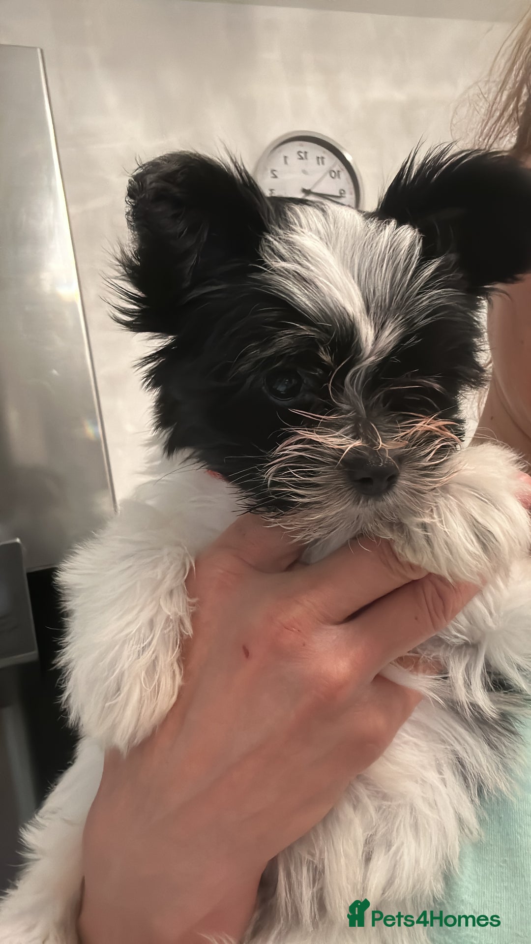 Biewer Terrier dogs for sale: 🩶🩷Biewer-Biro Champion heritage pups! 🐶❤️ - Image 16