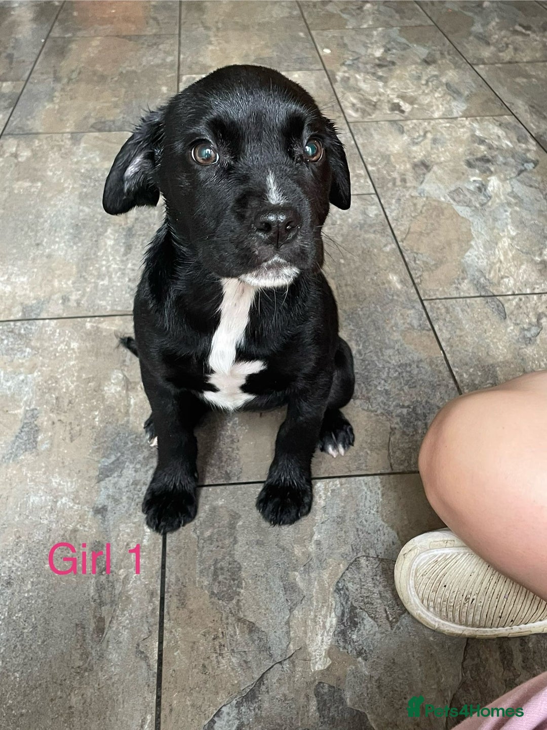 Mixed Breed dogs for sale:  Bully X Cocker Spaniel puppies - girls  - Advert 4