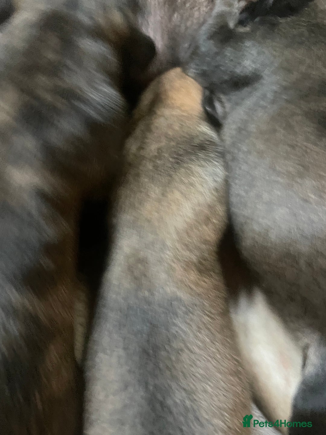 Mixed Breed dogs for sale: Stunning saluki greyhound puppies!  - Image 8