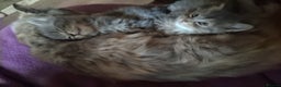 Mixed Breed cats for sale: AWESOME FLUFFY CHUNKY NORWEGIAN FOREST CAT X - Advert 32