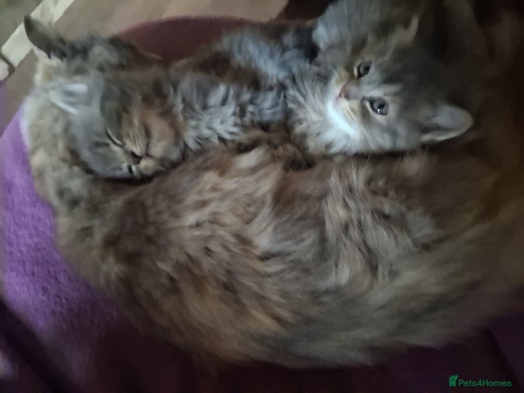 Mixed Breed cats for sale: AWESOME FLUFFY CHUNKY NORWEGIAN FOREST CAT X - Advert 32