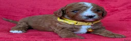 Cavapoo dogs for sale: Adorable Cavapoo Puppies From Licensed Breeder - Advert 21