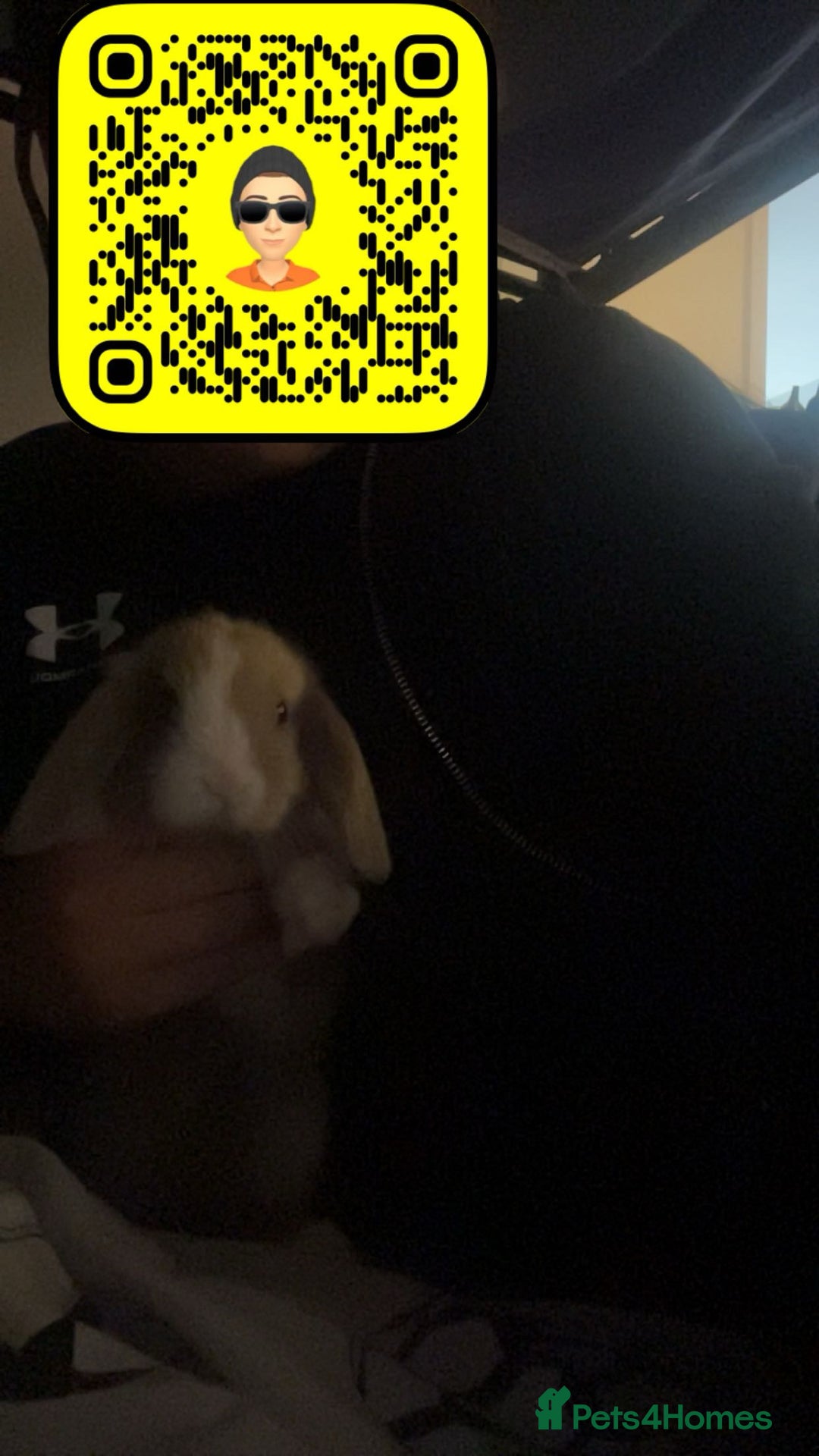 English Lop rabbits for sale: Baby lops for sale - Image 5