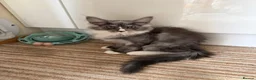 Maine Coon cats for sale: Fluffy, friendly pedigree maine coon kittens  - Advert 5