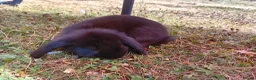 Mini Lop rabbits for sale: Baby rabbits  - Advert 3
