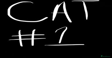 American Shorthair cats - Advert 4