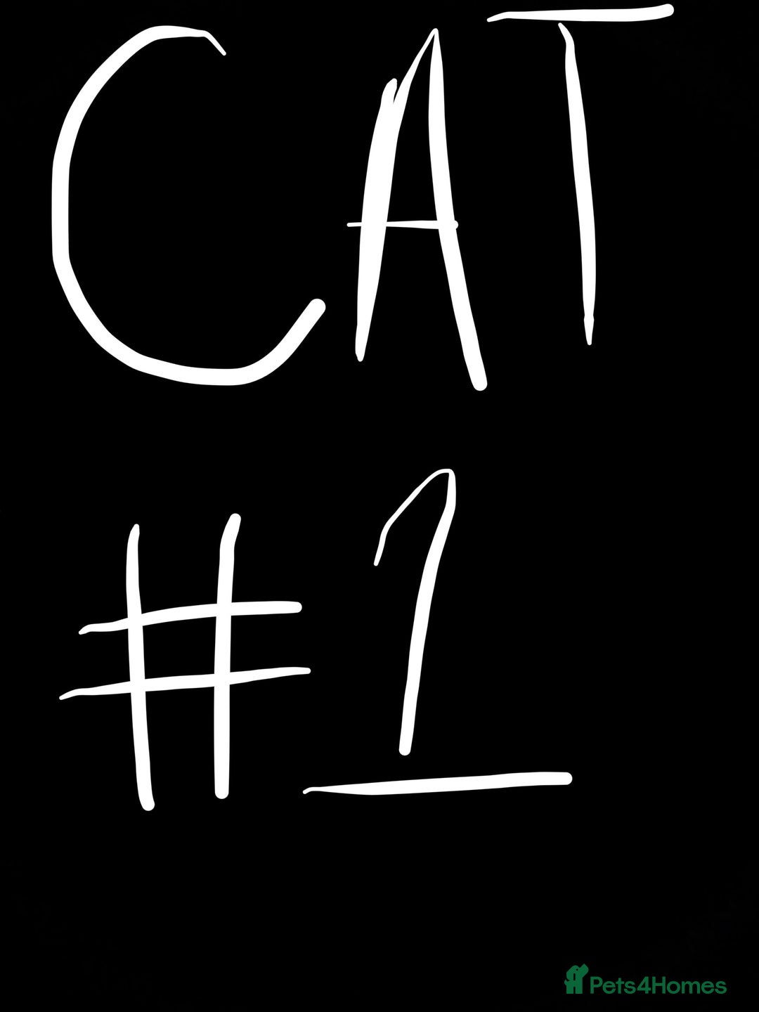 American Shorthair cats for sale: 2 BLACK FEMALE KITTENS FOR SALE - Image 3