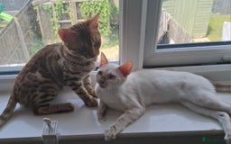 Bengal cats for sale: Pure Bengal kittens  in Cheltenham - Image 1