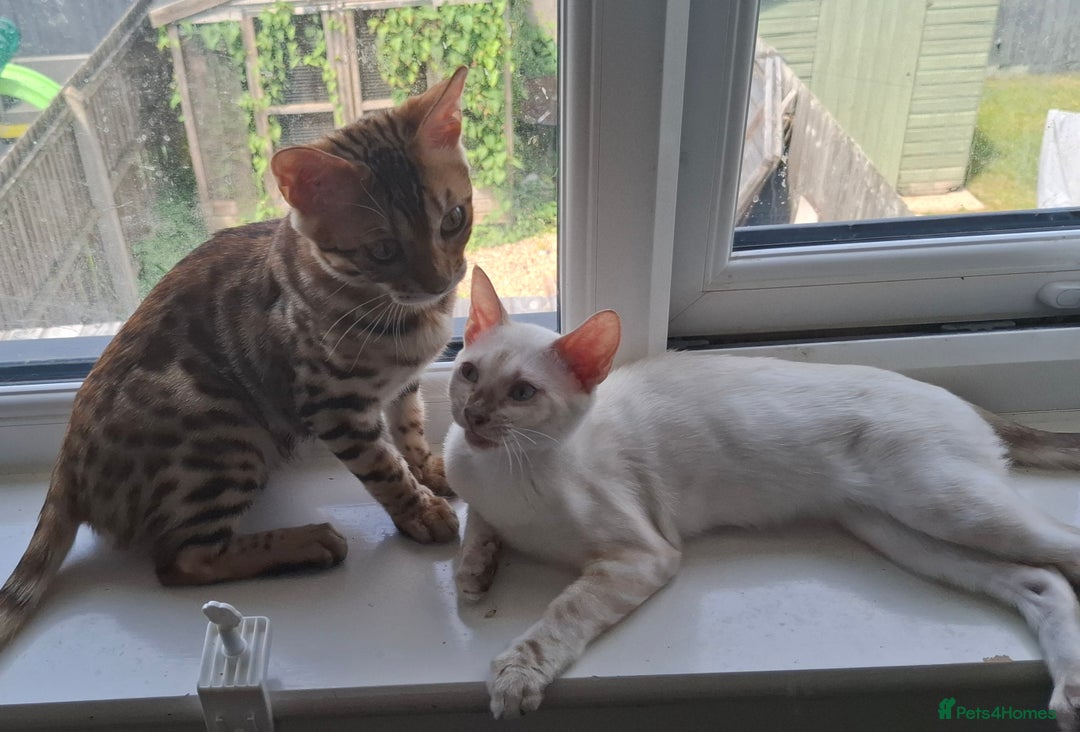 Bengal cats for sale: Pure Bengal kittens  in Cheltenham - Image 1