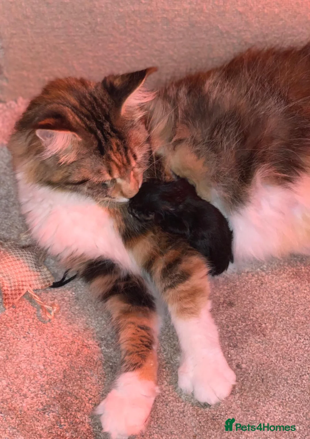 Maine Coon cats for sale: Maine coon kittens  - Advert 8