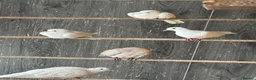 Mixed Breed birds for sale: Mix breed Canary Dove      - Advert 6