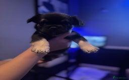 French Bulldog dogs for sale: Two beautiful boys - Image 3