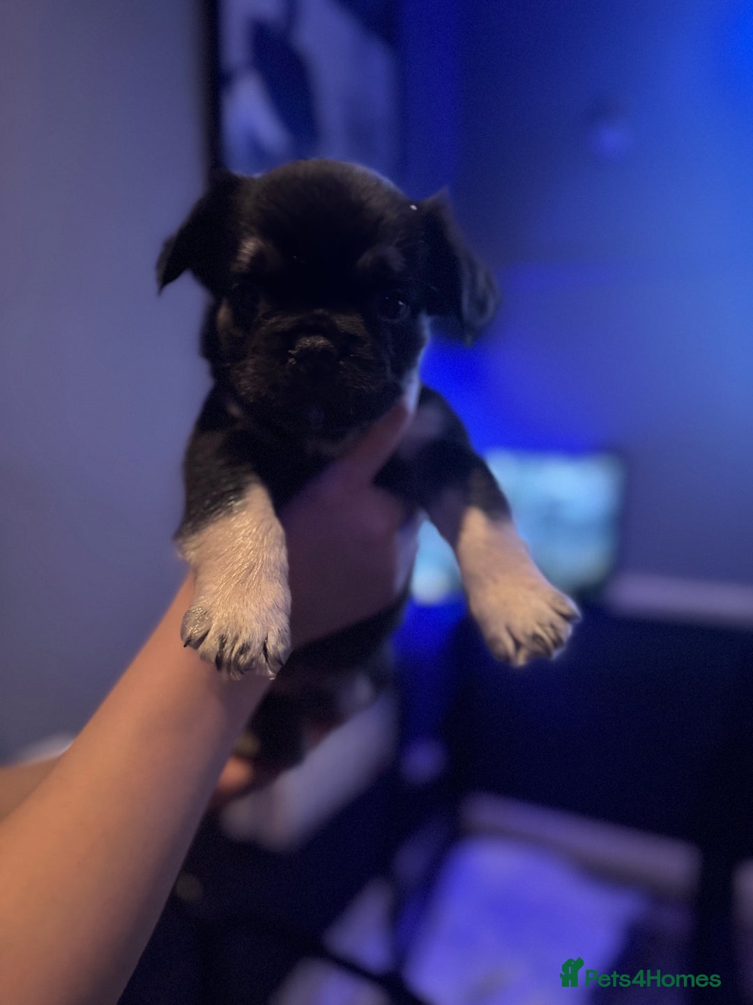 French Bulldog dogs for sale: Two beautiful boys - Image 3