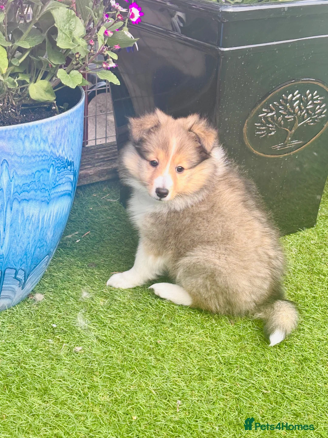 Shetland Sheepdog dogs for sale: Beautiful pretty sable and white girl - Advert 2