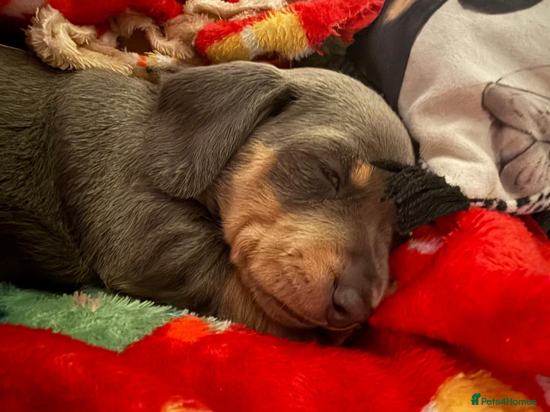 Dachshund dogs for sale: Health Tested Parents Dachshund Puppies   - Advert 24