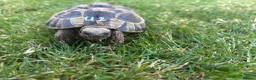 Hermann Tortoise reptiles for sale: Various Ages of Hermann Tortoises in Bridgwater - Advert 11