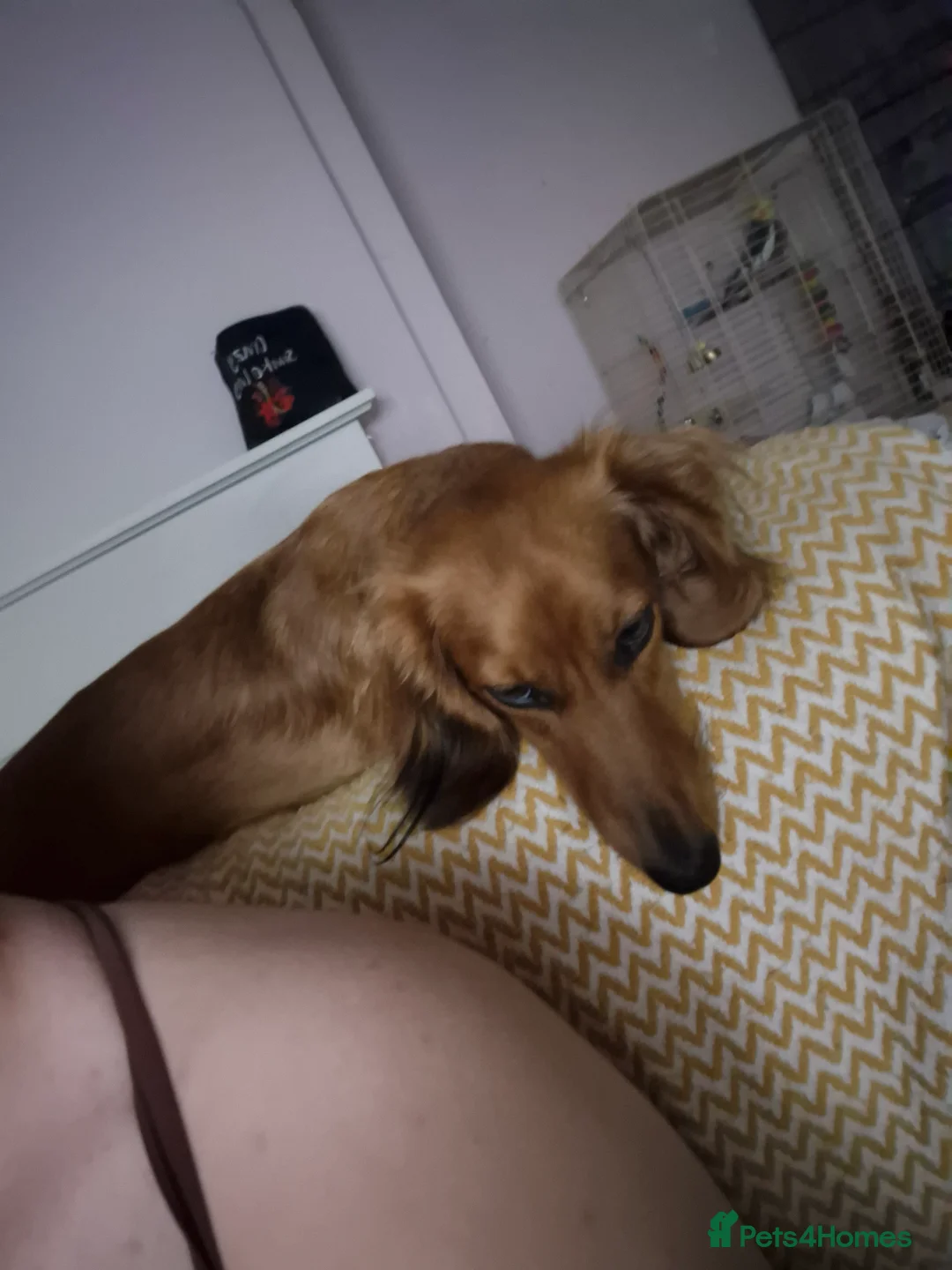 Dachshund dogs for sale: Female dachshund 3 years  - Advert 1