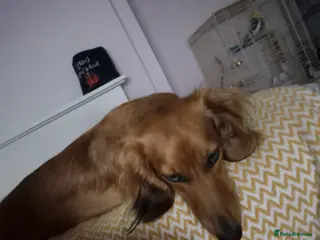 Dachshund dogs Female dachshund 3 years - Advert 2