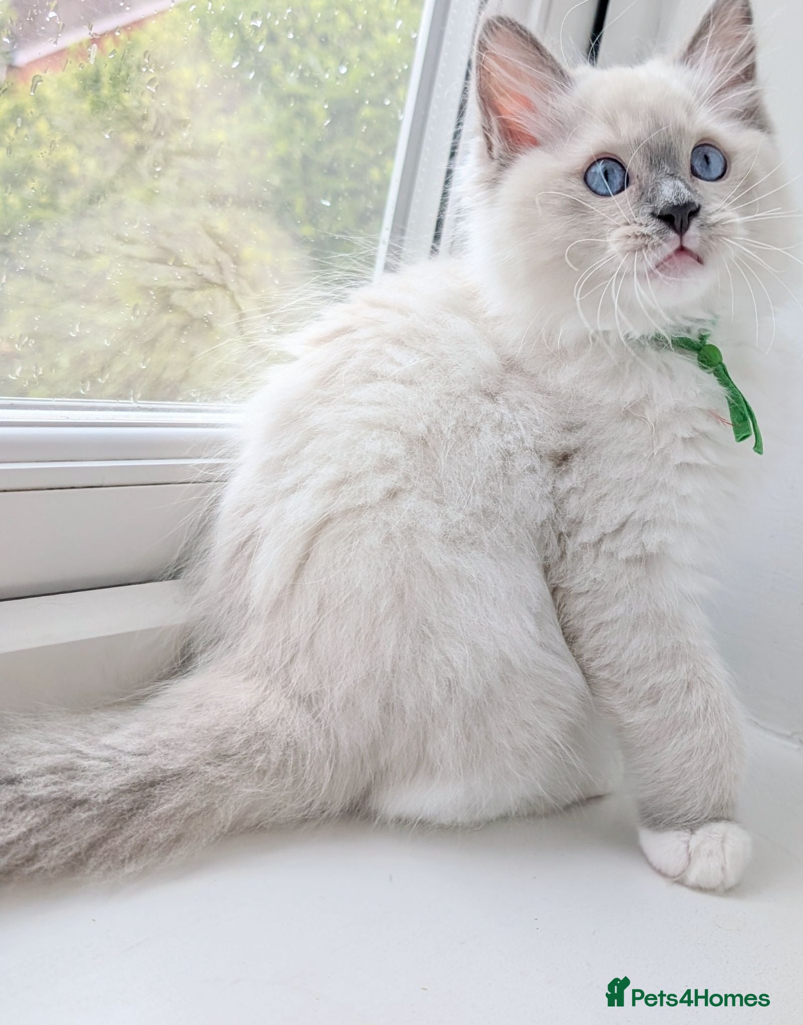 Ragdoll cats Grand champion lines TICA Ragdoll kittens  - Advert 10