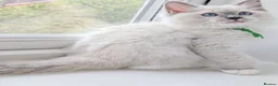 Ragdoll cats for sale: TICA registered Ragdoll kittens  in Bracknell - Advert 19