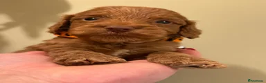 Anthony