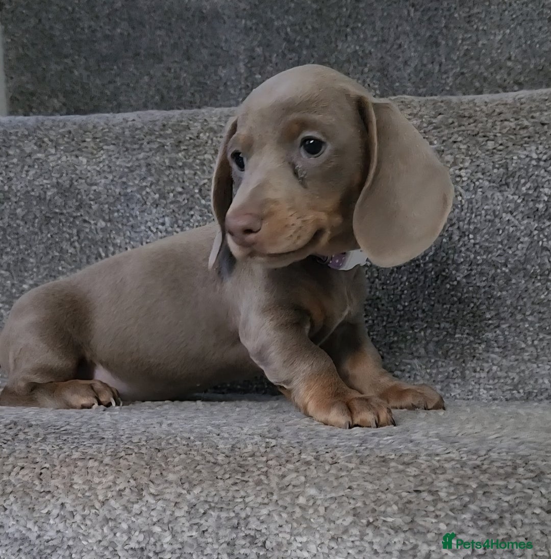 Miniature Dachshund dogs for sale: 🩷1 PETITE BABY LEFT💜READY TODAY HAD BOTH JABS 🩷 in Chorley - Image 12