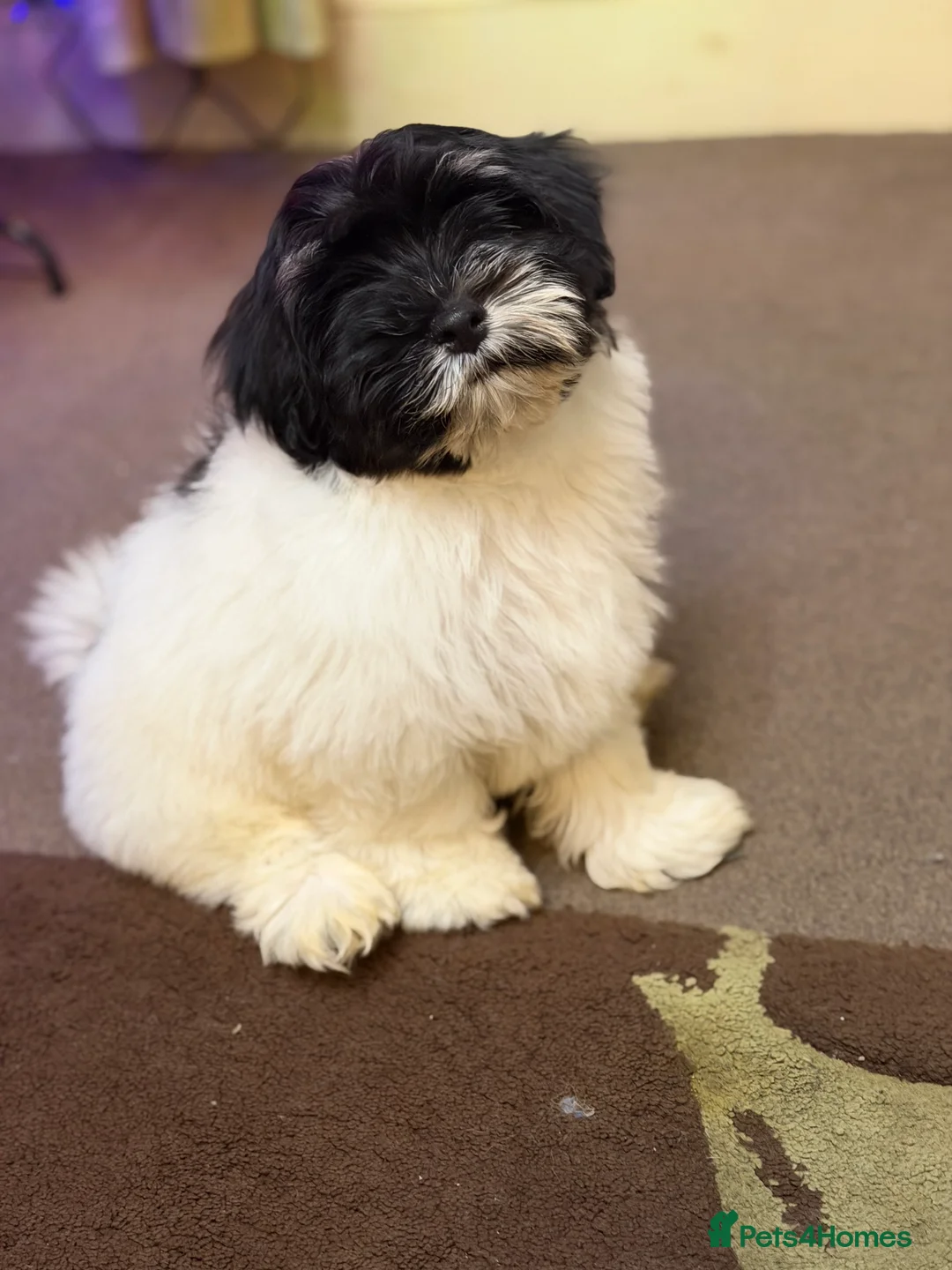 Havanese dogs for sale: ***Beautiful Havanese Puppies *** - Advert 30